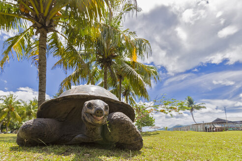 Seychellen, Praslin, Curieuse Island, Aldabra giant tortoise - FOF008376