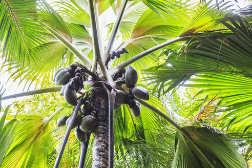 Seychellen, Coco de Mer, Früchte auf Palme - FOF008378