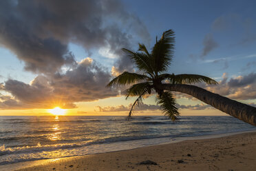 Seychellen, Praslin, Anse Kerlan, Kokosnusspalme und Cousin Island bei Sonnenuntergang - FOF008381