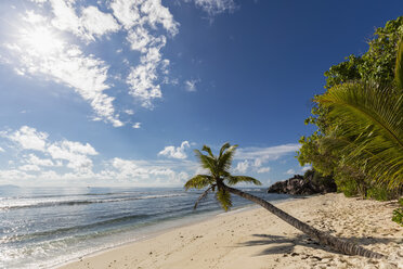 Seychellen, Praslin, Anse Kerlan, Kokosnusspalme und Cousin Island - FOF008383