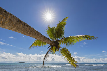 Seychellen, Praslin, Anse Kerlan, Kokosnusspalme und Cousin Island - FOF008386