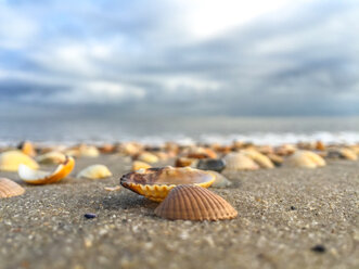 Seashells on beach - ODF001355