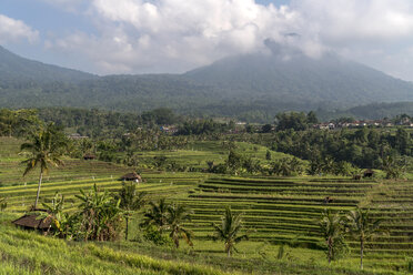 Bali, Jatiluwih, rice terraces - PCF000232