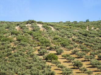 Spain, Andalusia, Olive plantation - AMF004674