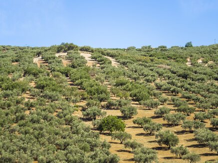 Spanien, Andalusien, Olivenbaumplantage - AMF004674