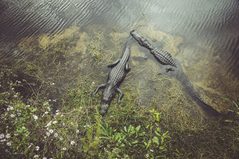 USA, Florida, Everglades, Alligatoren - CHPF000197