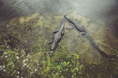 USA, Florida, Everglades, Alligators - CHPF000197