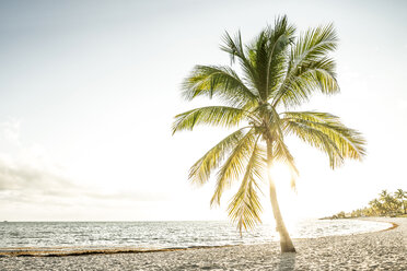 USA, Florida, Key West, palm tree on beach in backlight - CHPF000208