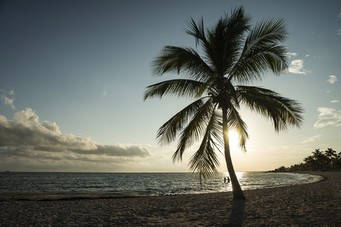 USA, Florida, Key West, palm tree on beach in backlight stock photo