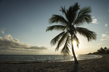 USA, Florida, Key West, palm tree on beach in backlight - CHPF000209