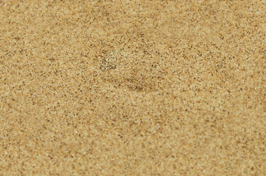 Namibia, Namib desert, Swakopmund, Sidewinder Snake hidden under the desert sand - GEMF000629