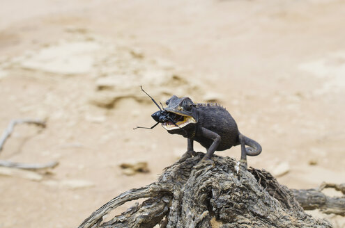 Namibia, Namib-Wüste, Swakopmund, Namaqua Chamäleon frisst einen Käfer in der Wüste - GEMF000636