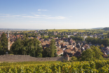 France, Alsace, Alsatian Wine Route, Ribeauville historic village, vineyards, autumn, late summer - GWF004579