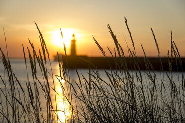 Germany, Bremerhaven, Grasses, - SJF000163