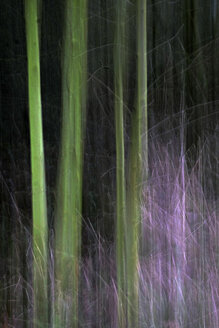 Tree trunks and grasses in darkness - HLF000942