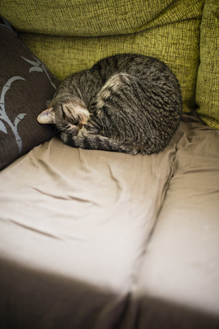 Tabby cat sleeping on the couch stock photo