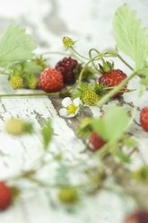 Woodland strawberries with leaves and blossom on wood - ASF005815