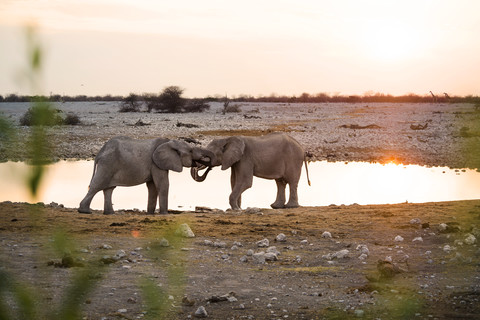 Namibia, Etosha-Nationalpark, Elefanten an einem Wasserloch bei Sonnenuntergang, lizenzfreies Stockfoto