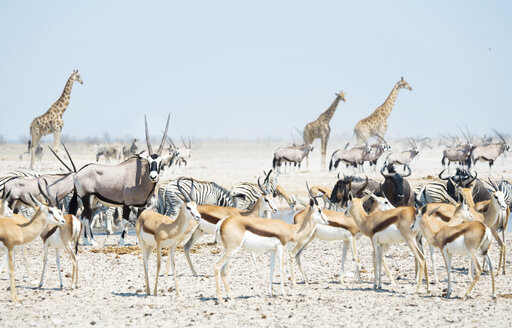 Namibia, Etosha-Nationalpark, wilde Tiere an einem Wasserloch - GEMF000657