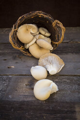 Wickerbasket of oyster mushrooms on wood - LVF004477