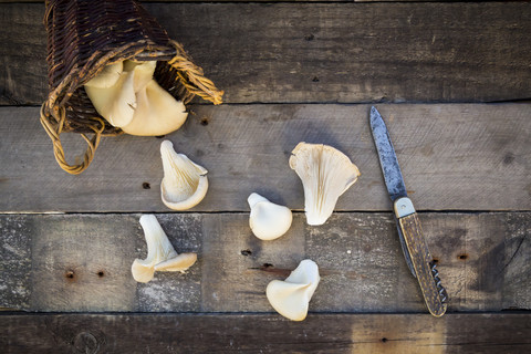 Weidenkorb mit Austernpilzen und einem Taschenmesser auf Holz, lizenzfreies Stockfoto