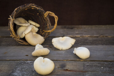 Wickerbasket of oyster mushrooms on wood - LVF004479