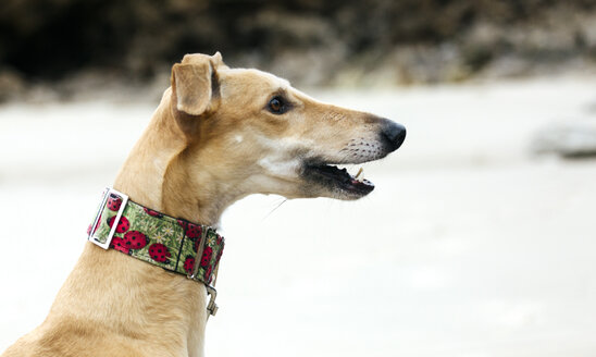 Spanien, Llanes, Profil eines Windhundes am Strand - MGOF001301