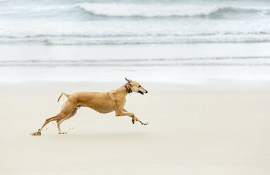 Spanien, Llanes, Windhundrennen am Strand - MGOF001302