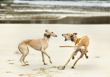 Spanien, Llanes, zwei Windhunde spielen am Strand - MGOF001303