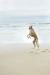Spain, Llanes, jumping greyhound on the beach - MGOF001304