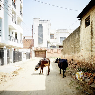 India, Uttar Pradesh, Varanasi, cows on street - DISF002350