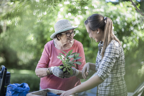 Senior woman and teenage girl gardening together - ZEF008287