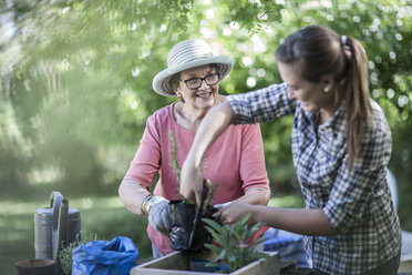 Senior woman and teenage girl gardening together - ZEF008288