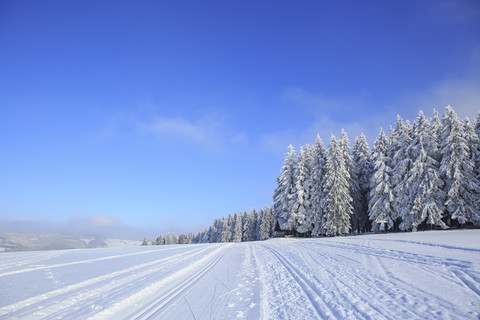 Deutschland, Thüringen, Winterlicher Wald mit Skiloipen bei Masserberg, lizenzfreies Stockfoto