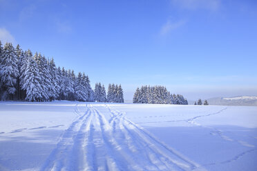 Deutschland, Thüringen, Winterlicher Wald mit Skiloipen bei Masserberg - VTF000502