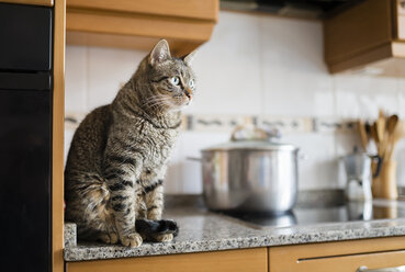 Getigerte Katze sitzt auf der Küchenarbeitsplatte - RAEF000821