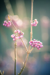 Liebesperlenstrauch, Callicarpa giraldii - SARF002509