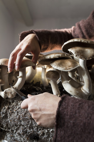 Frau erntet im Haus gezüchtete Champignons, lizenzfreies Stockfoto