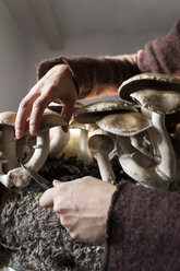 Woman harvesting crimini mushrooms cultivated indoors - MIDF000715