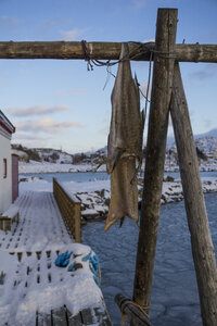 Norwegen, Lofoten Inseln, Ballstad, Stockfisch - LOMF000207