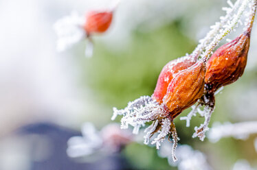 Fruits of rosehip in winter, close-up - MHF000378