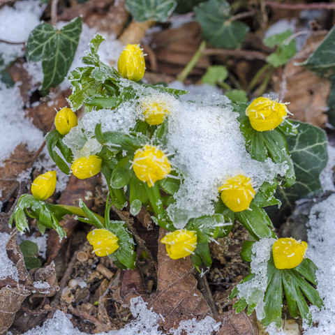 Wintereisenhut im Winter, lizenzfreies Stockfoto