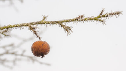 Apfel am Baum im Winter - MHF000380