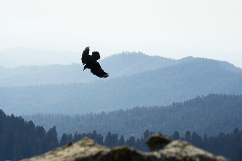 USA, Kalifornien, Adler im Flug über dem Yosimite-Nationalpark - NGF000245