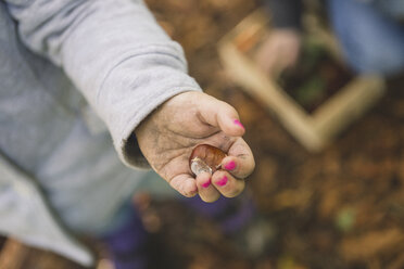 Girl holding chestnut in hand, close up - ASCF000485