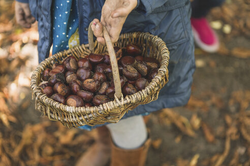 Girl carrying basket with chestnuts - ASCF000486