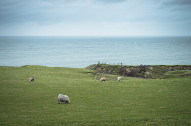 Ireland, sheep on grassland - STCF000159