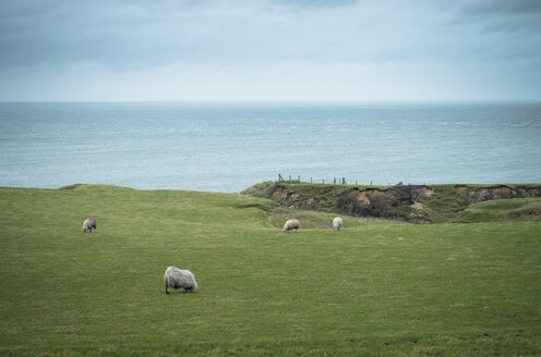 Irland, Schafe auf Grünland - STCF000159