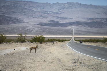 Death Valley National Park, Kojote steht vor der Straße - STCF000174