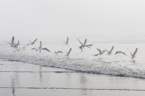 USA, Washington, Seattle, Long Beach, fliegende Vögel am Strand, lizenzfreies Stockfoto